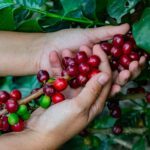 Fondo Emprender de Cafés Especiales: La oportunidad para que el campo huilense venda café con valor agregado